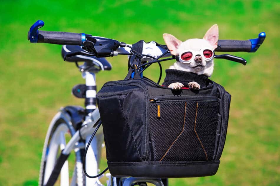 Bike Basket for a Pet