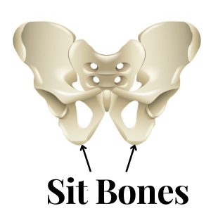 Diagram of pelvis pointing at sit bones